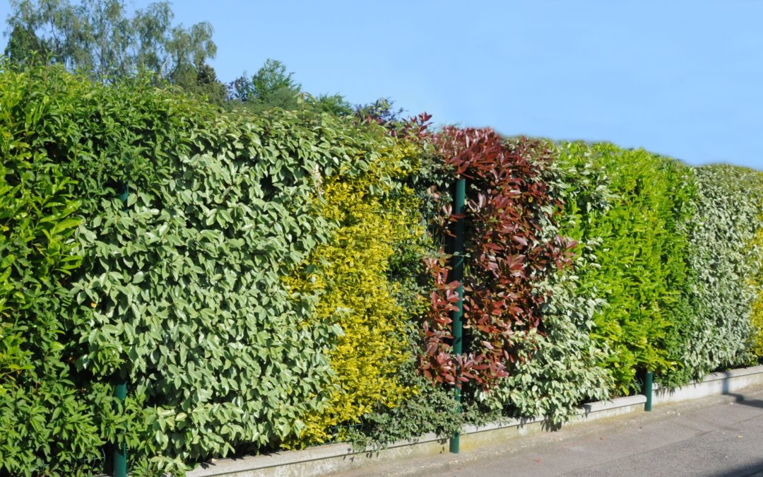 Aide à la plantation de haie