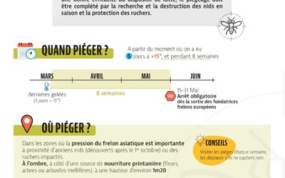 piégeage frelons asiatiques