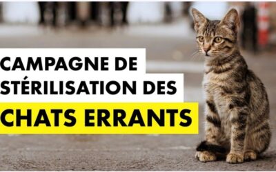 Campagne de stérilisation des chats errants