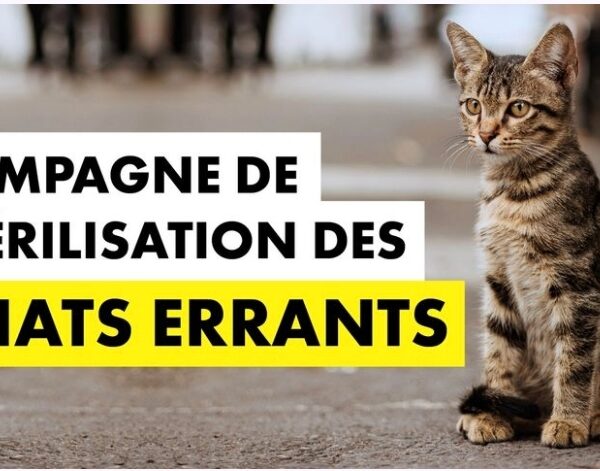 Campagne de stérilisation des chats errants